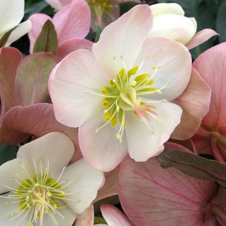 Brandywine Lenten Rose