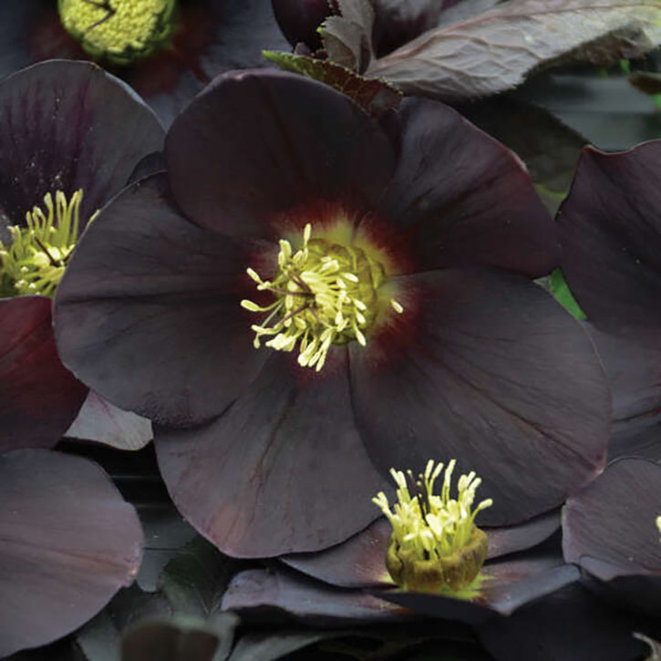 New York Night Lenten Rose