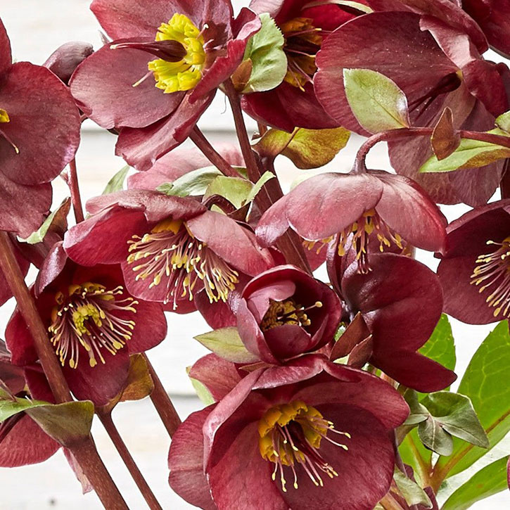 Vibey Velvet Lenten Rose