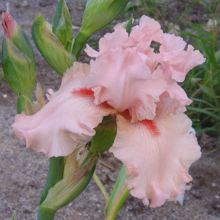 That's All Folks Bearded Iris