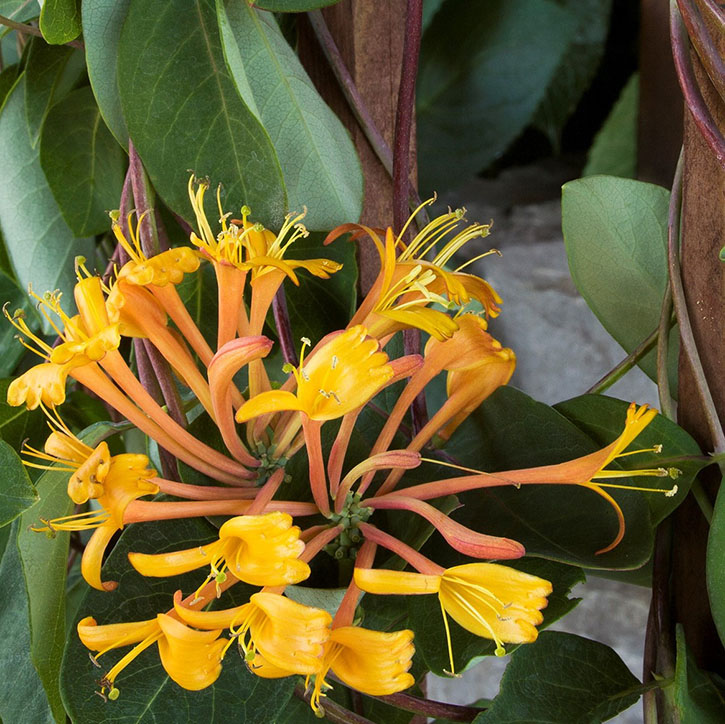 Mandarin Honeysuckle