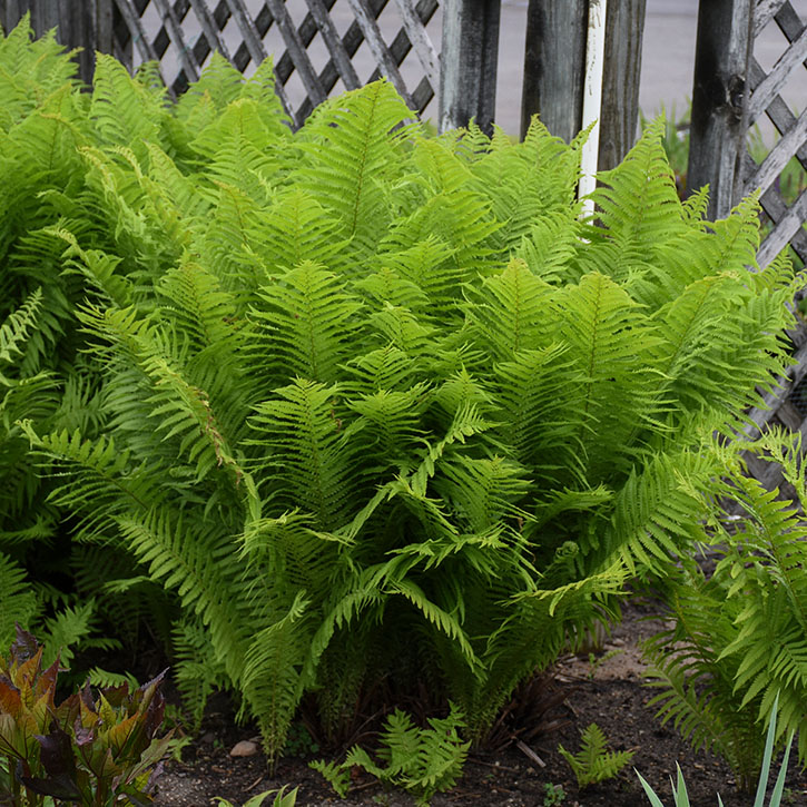 Ostrich Fern