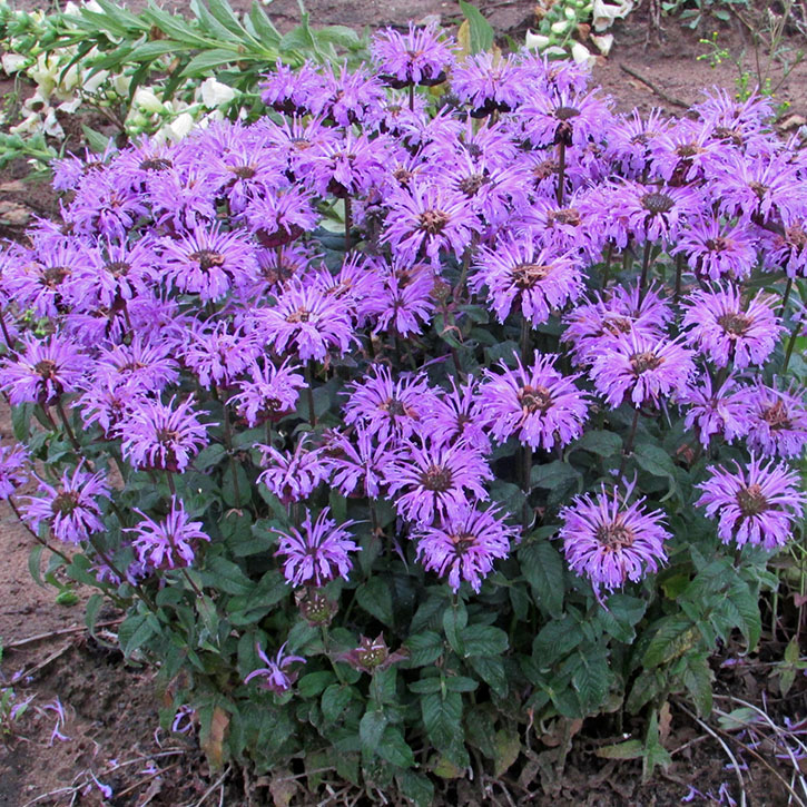 Blue Moon Bee Balm