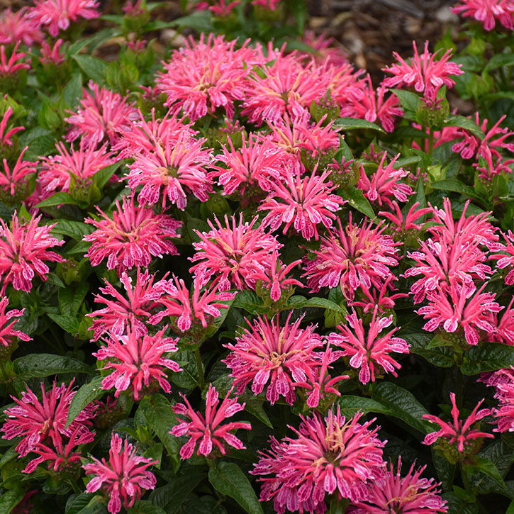 Leading Lady Pink Bee Balm