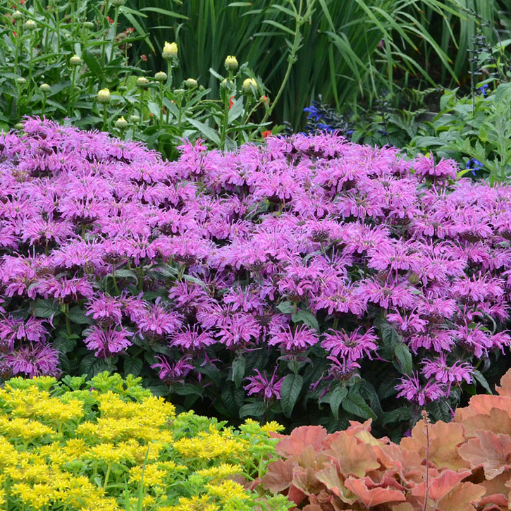 Leading Lady Plum Bee Balm