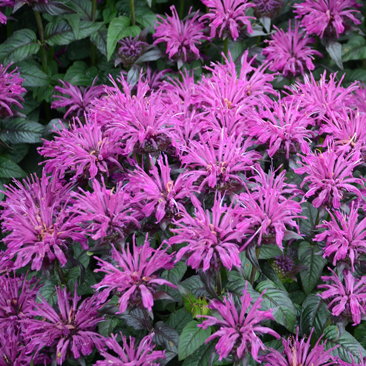 Rockin' Raspberry Bee Balm