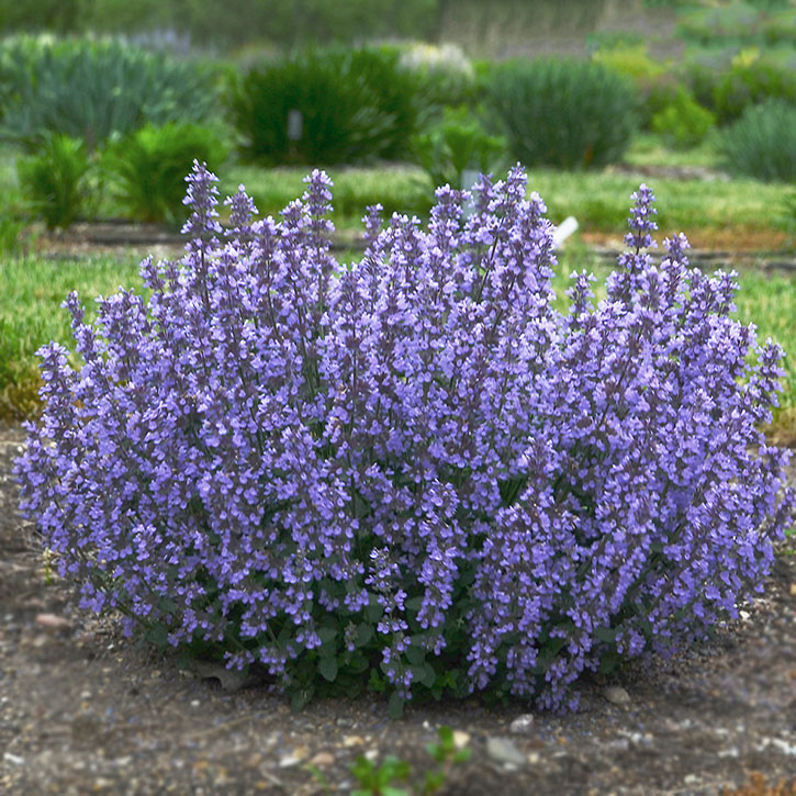 Cat's Pajamas Catmint