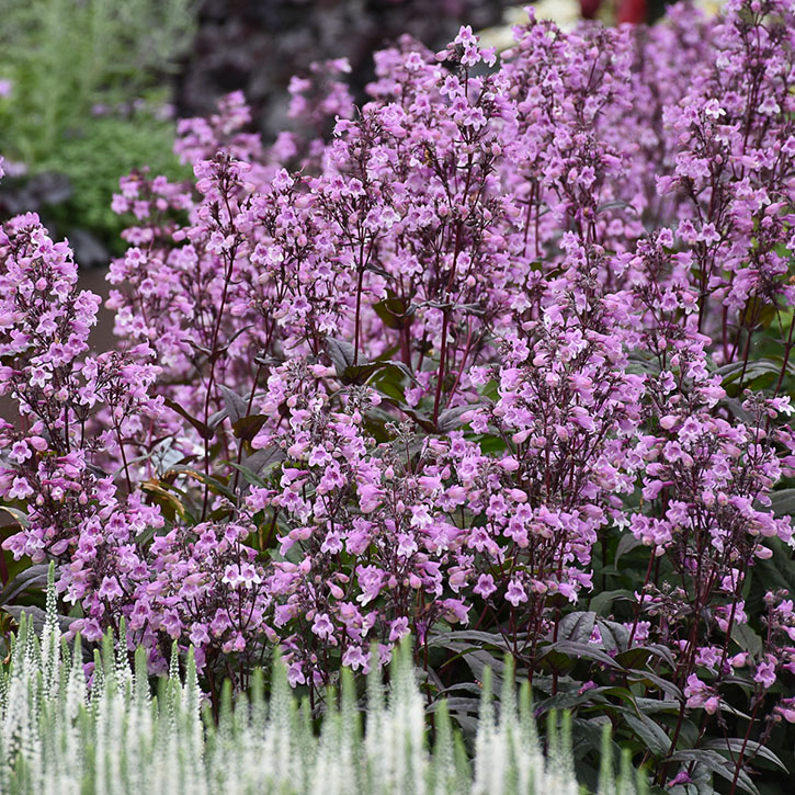 Midnight Masquerade Penstemon