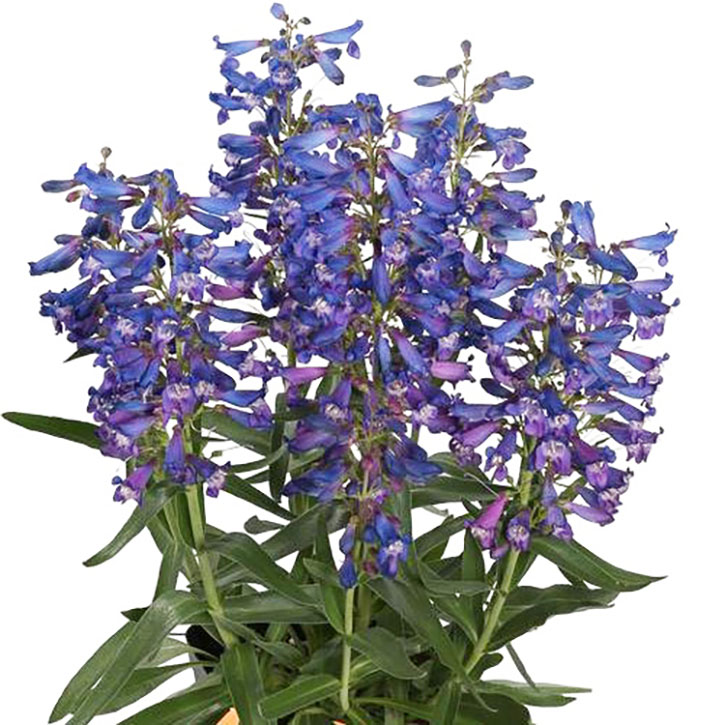 Pristine Blue Penstemon