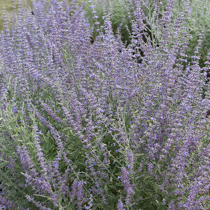 Prime Time Russian Sage