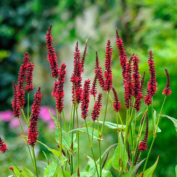 Blackfield Persicaria