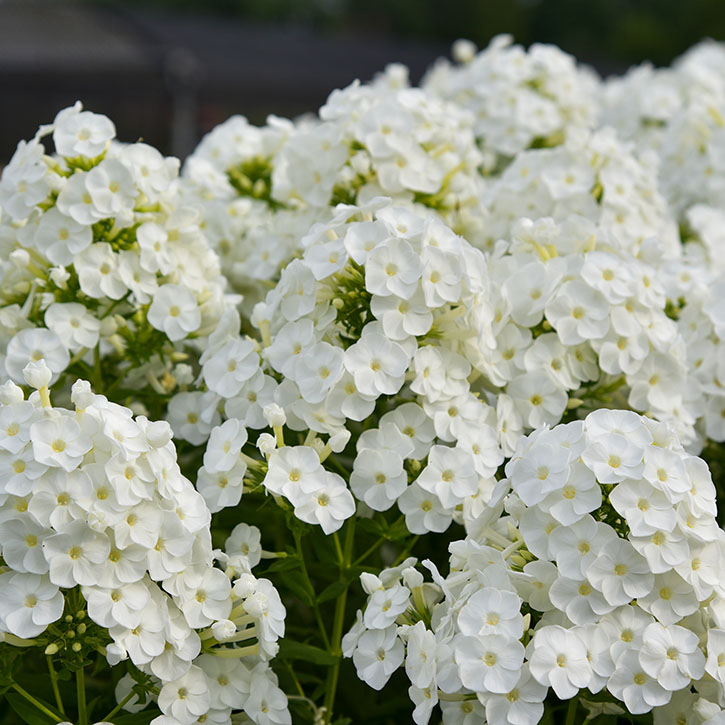 Backlight Tall Phlox