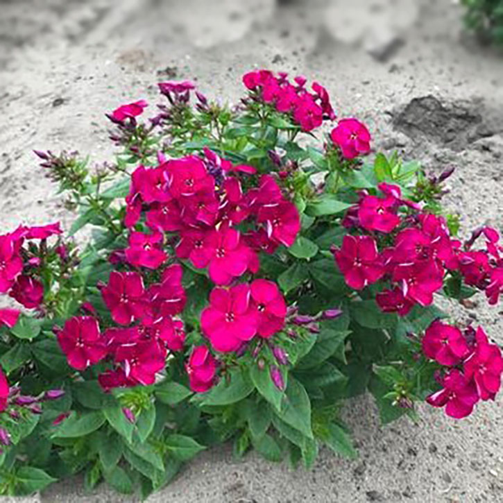 Bambini Cherry Crush Tall Phlox