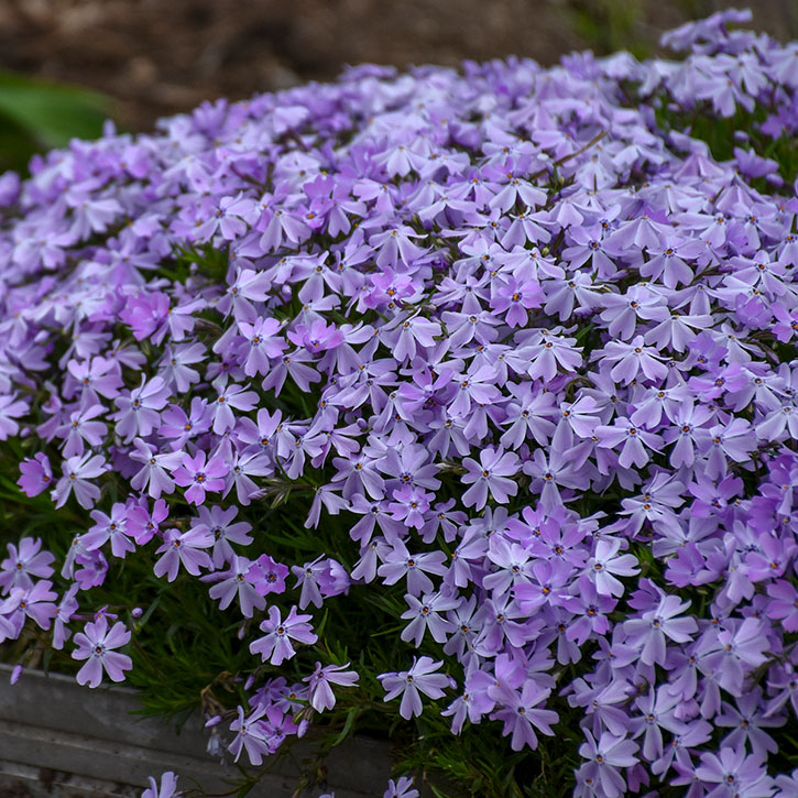 Blue Emerald Creeping Phlox