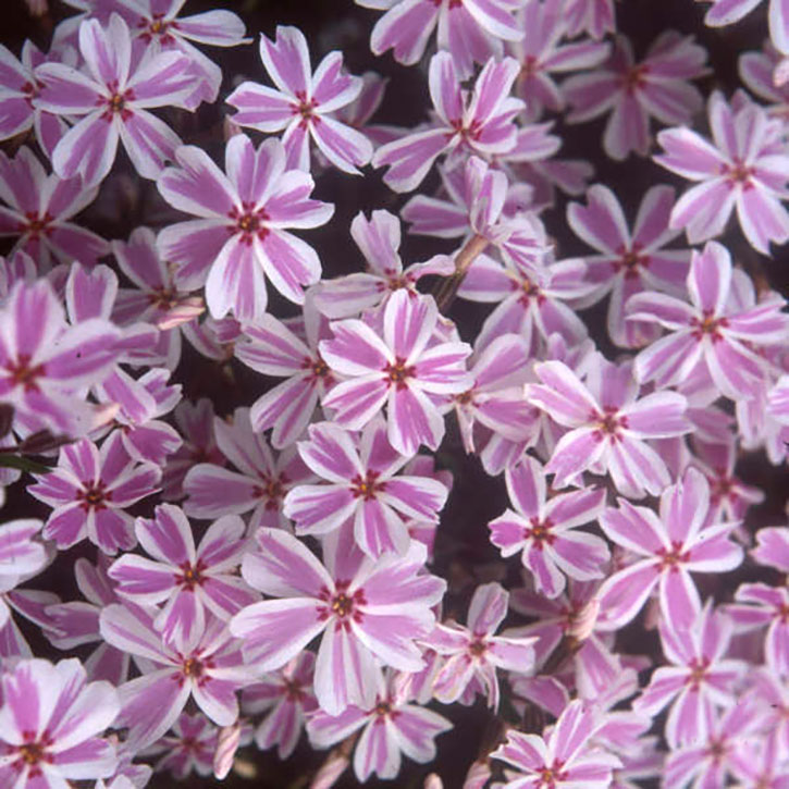 Candy Stripes Creeping Phlox