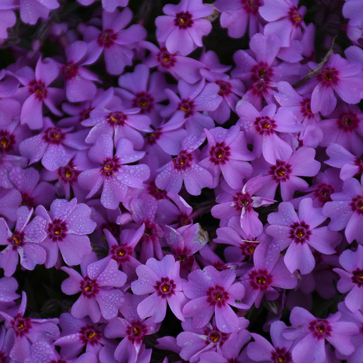 Eye Caramba Creeping Phlox