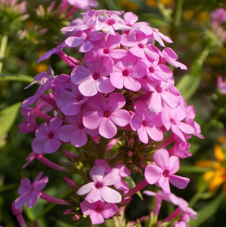 Jeana Tall Phlox