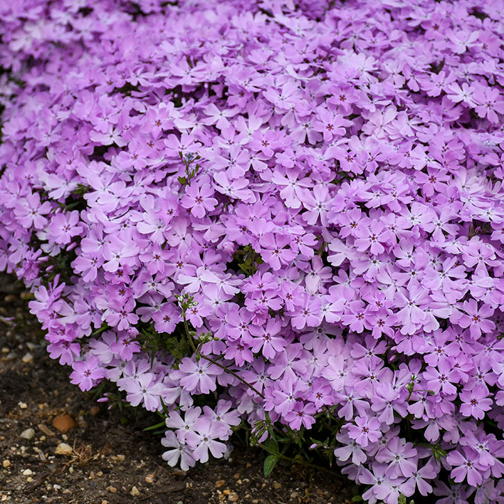 Pink Sparkles Creeping Phlox