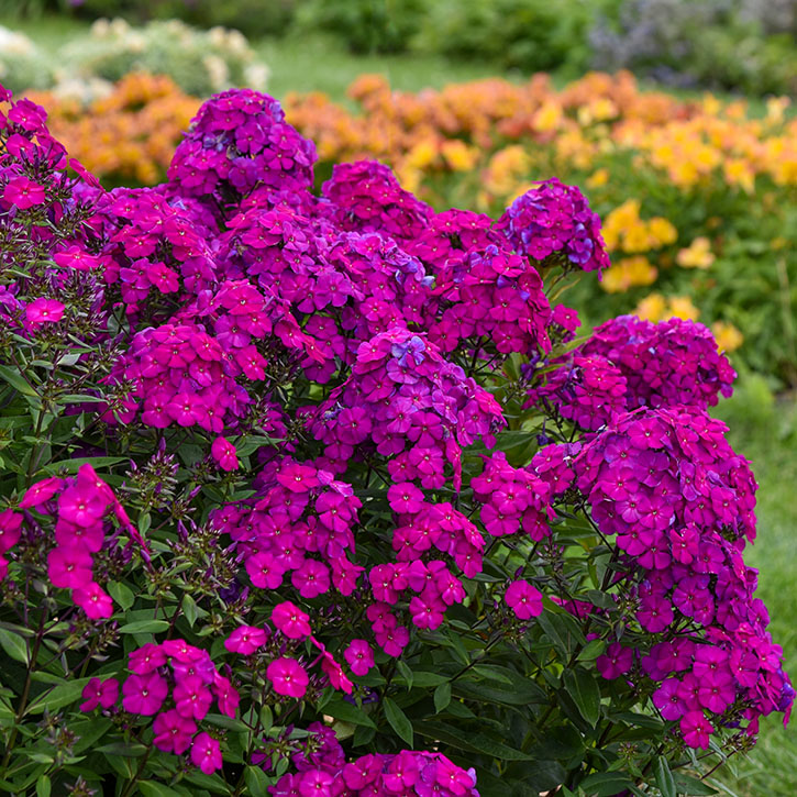 Ultraviolet Tall Phlox