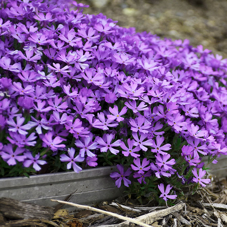 Violet Pinwheels Creeping Phlox