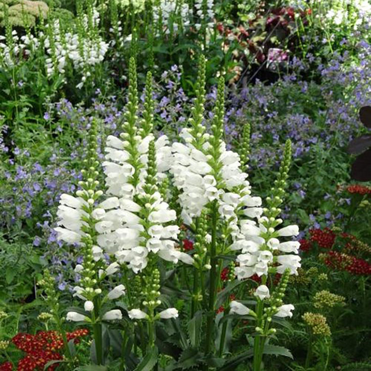 Crystal Peak White Obedient Plant