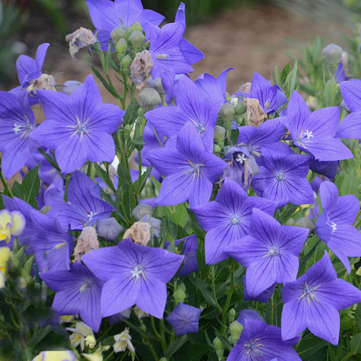 Sentimental Blue Balloonflower