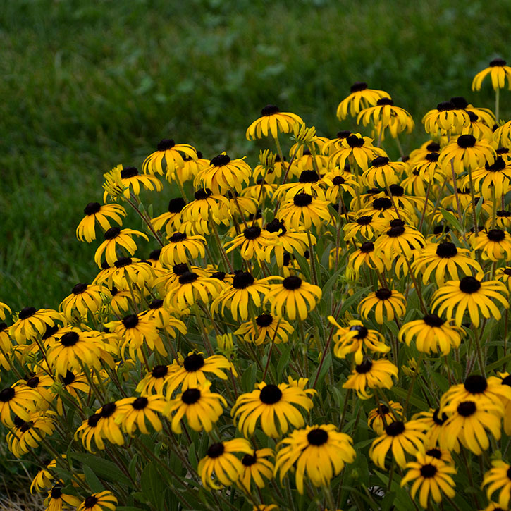 American Gold Rush Rudbeckia