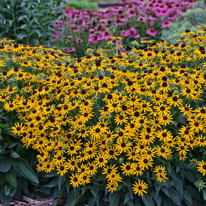 Little Goldstar Black Eyed Susan