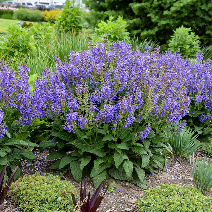 Big Sky Salvia