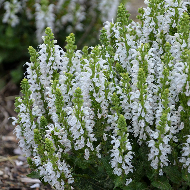 Bumblesnow Salvia