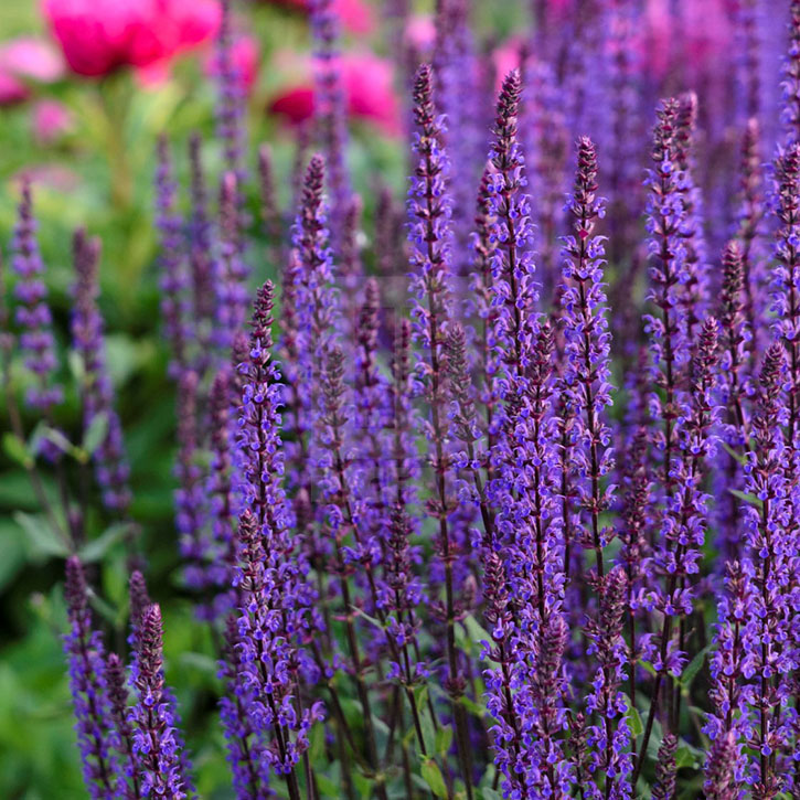 Caradonna Salvia