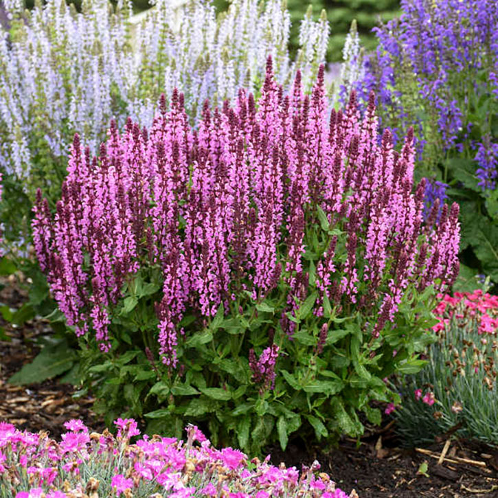 Pink Profusion Salvia