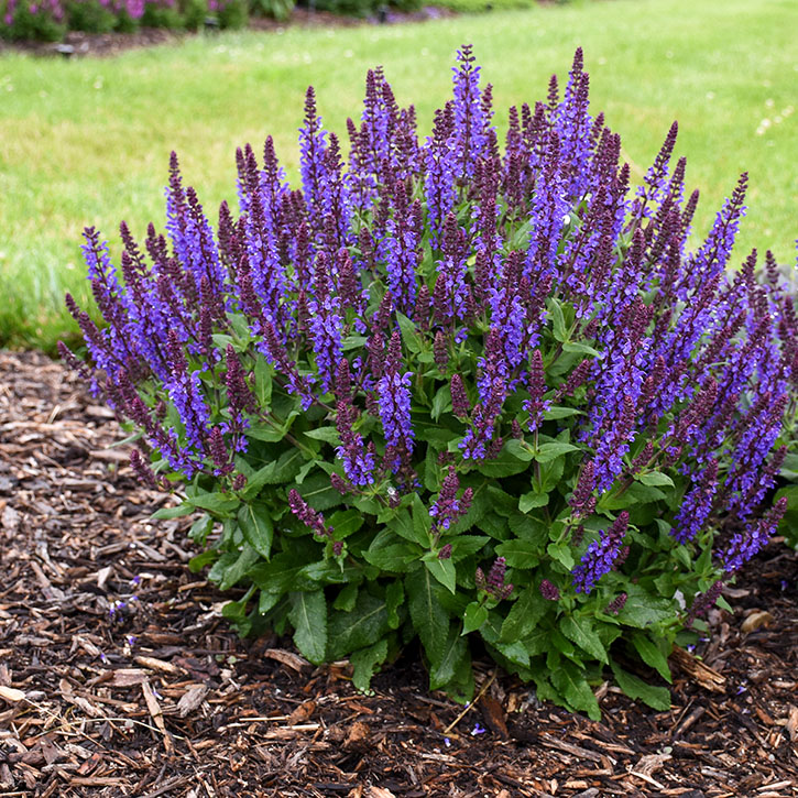 Violet Profusion Salvia