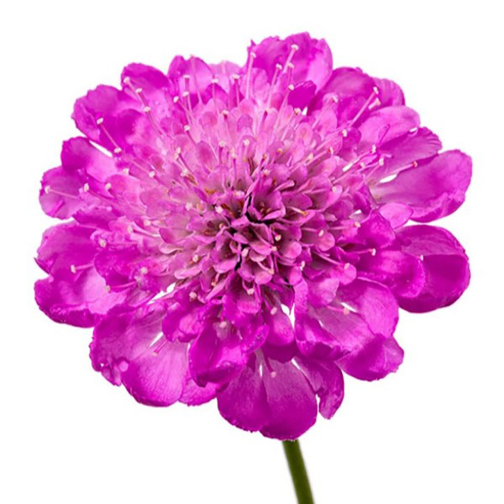 Giga Pink Pincushion Flower