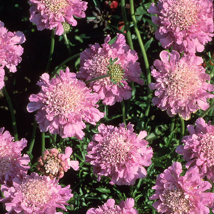 Pink Mist Pincushion Flower