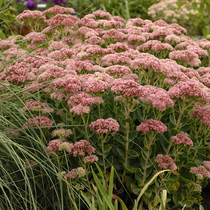 Autumn Fire Sedum