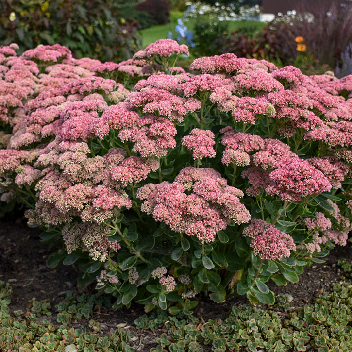 Autumn Joy Sedum