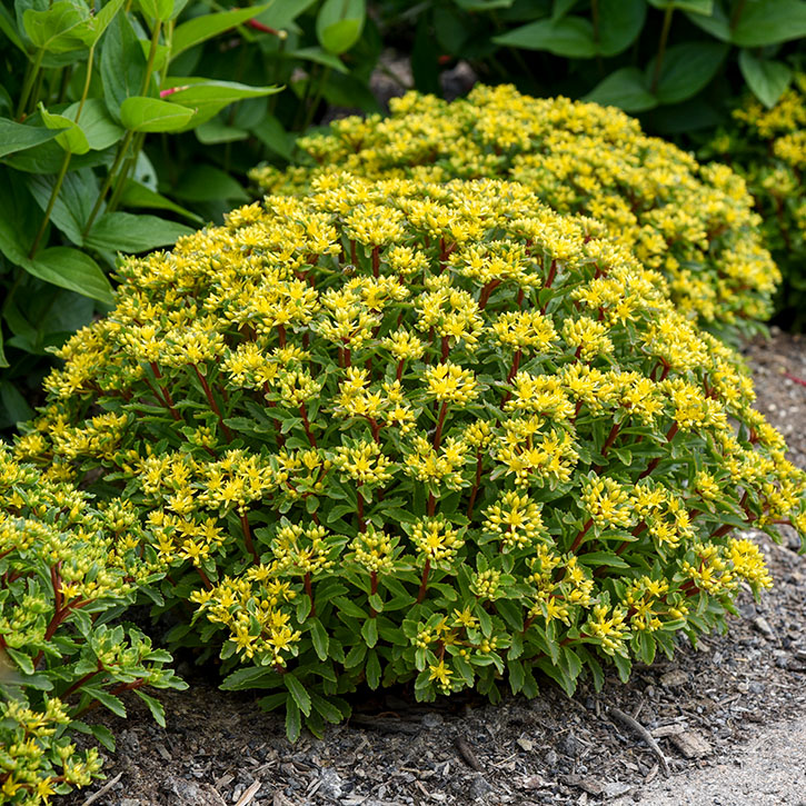 Bright Idea Sedum