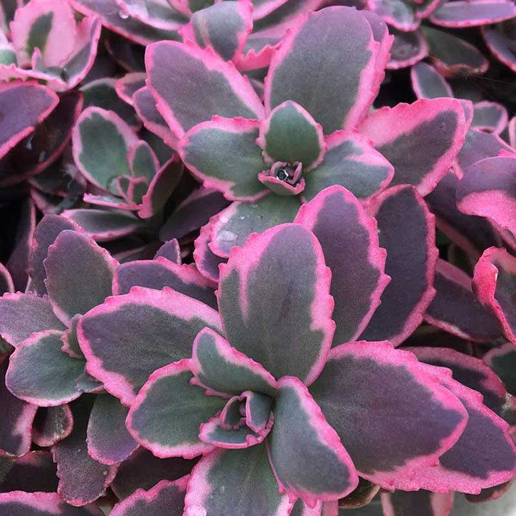 Dream Dazzler Sedum