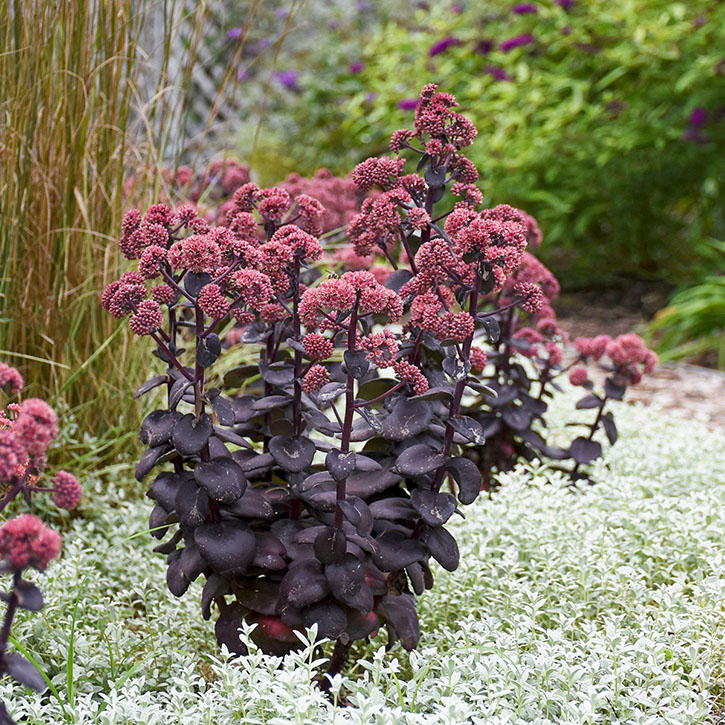 Night Embers Sedum