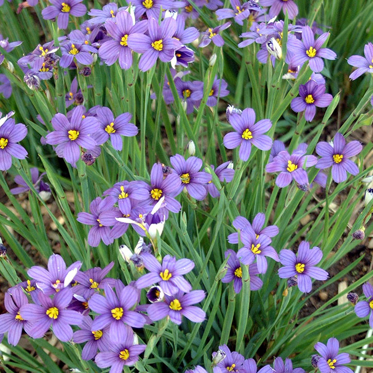 Lucerne Blue-Eyed Grass