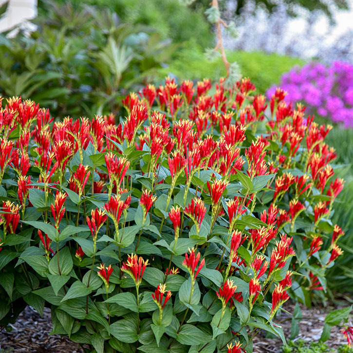 Little Redhead Spigelia