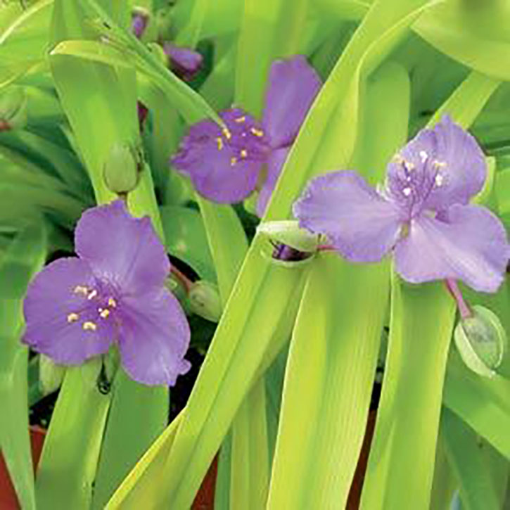 Sweet Kate Spiderwort