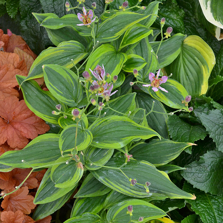 Autumn Glow Toad Lily