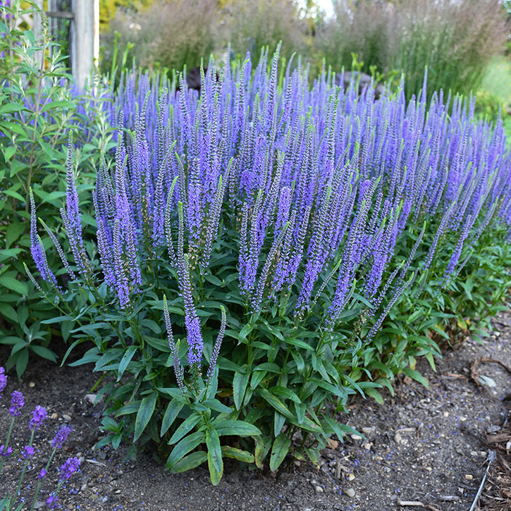 Blue Skywalker Speedwell