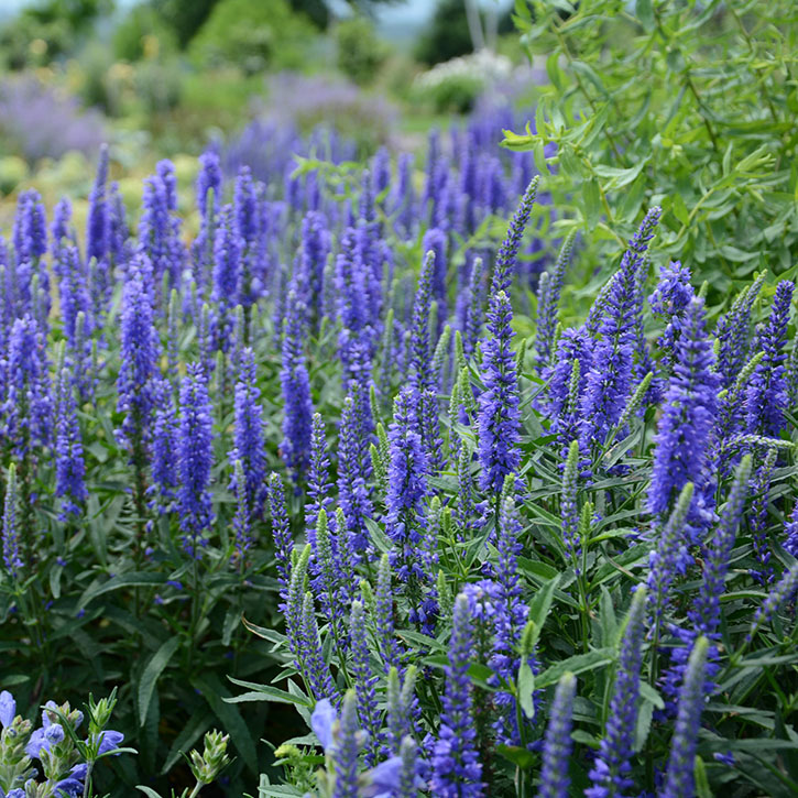 oody BluesÂ® Dark Blu Speedwell