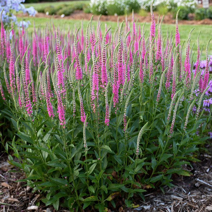 Perfectly Picasso Speedwell