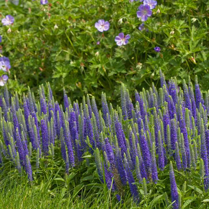 Royal Candles Speedwell