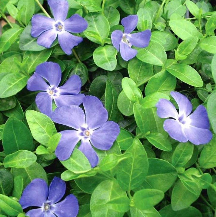 Bowles Vinca Minor