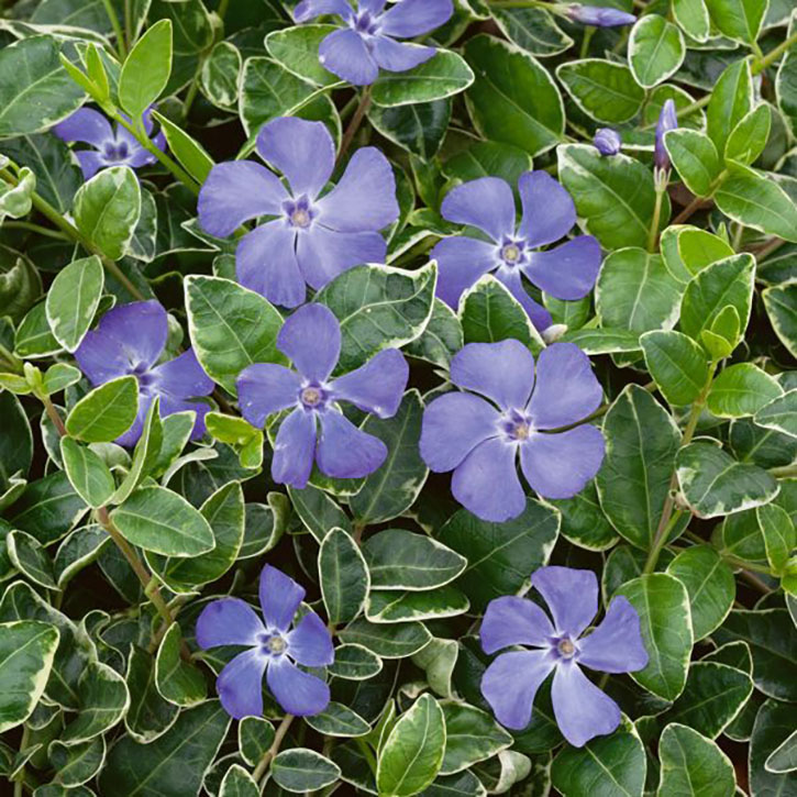 Ralph Schugert Vinca